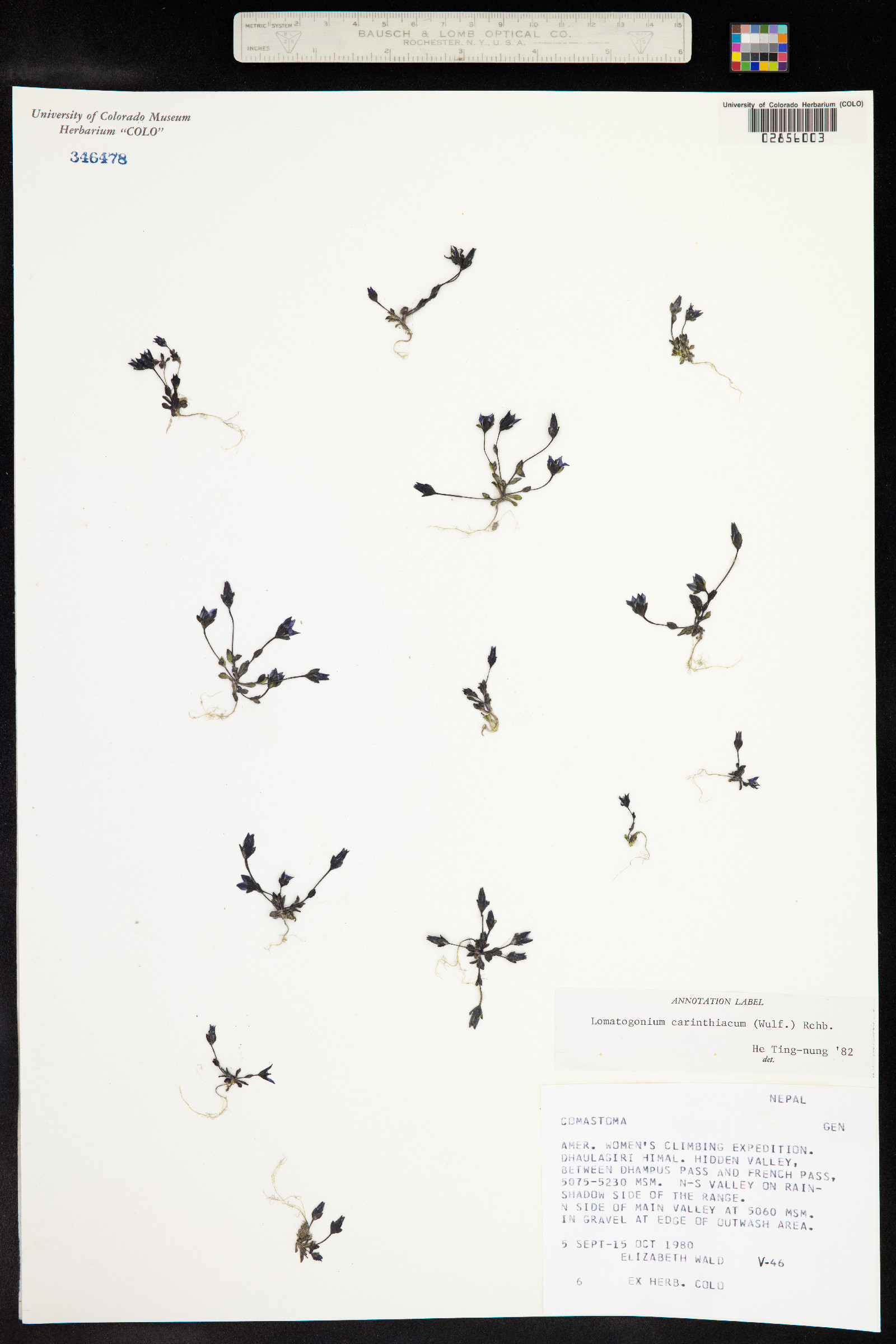 Lomatogonium carinthiacum image