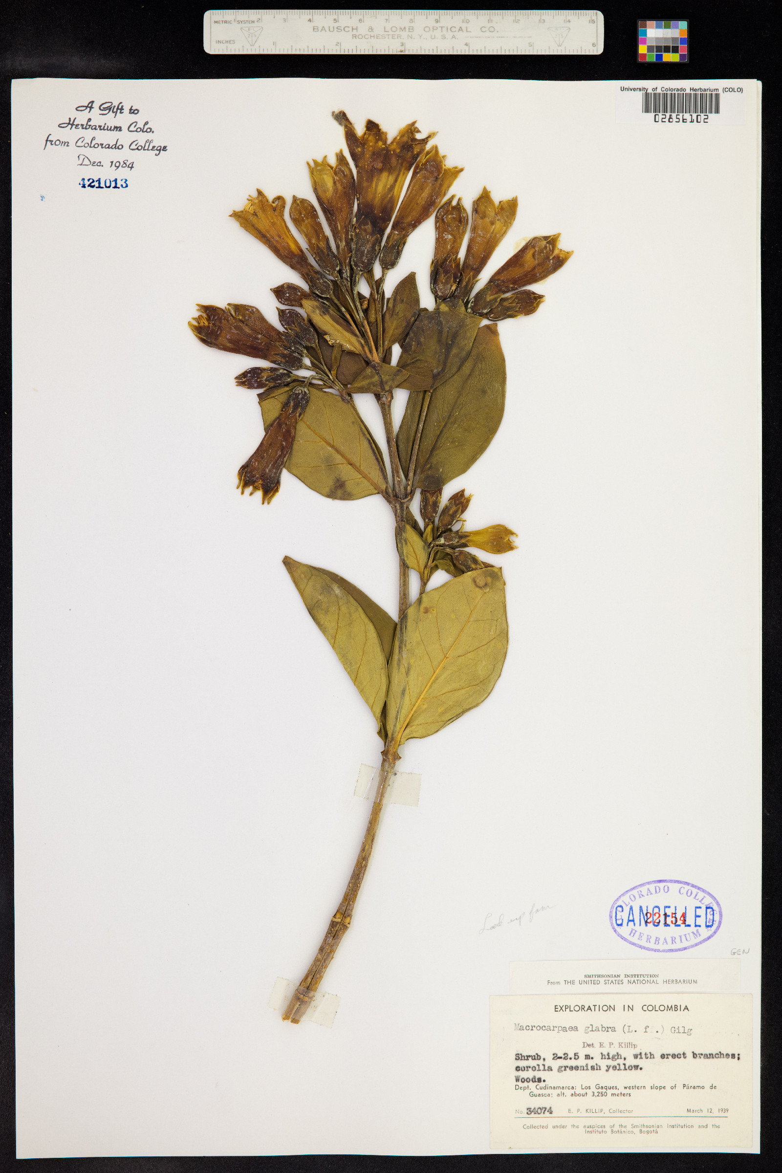 Macrocarpaea glabra image