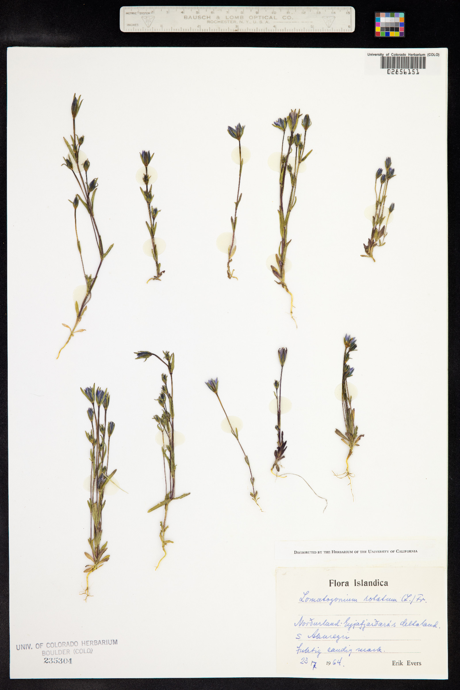 Lomatogonium rotatum image
