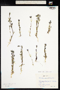 Lomatogonium rotatum image