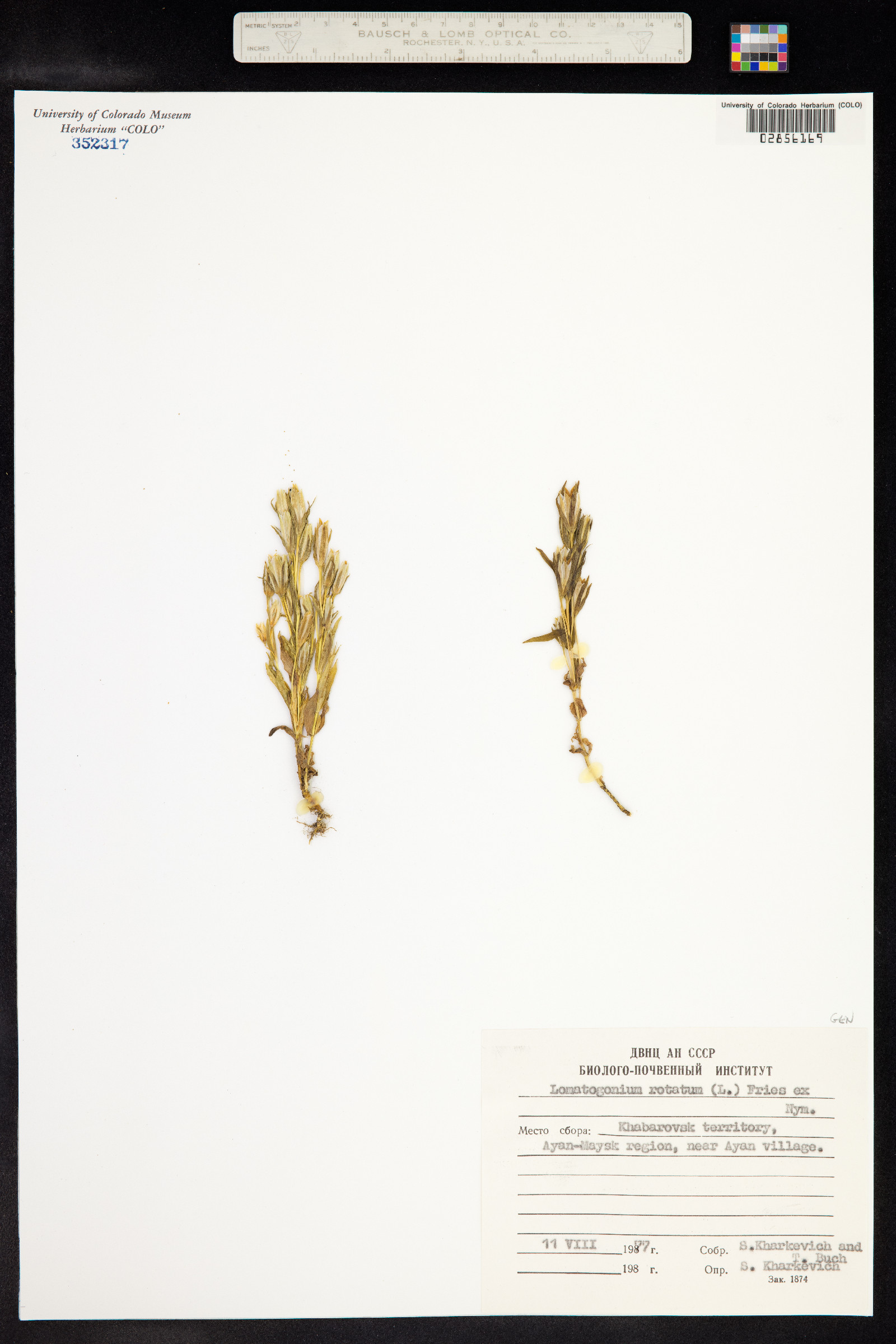 Lomatogonium rotatum image