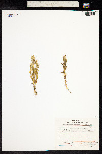 Lomatogonium rotatum image