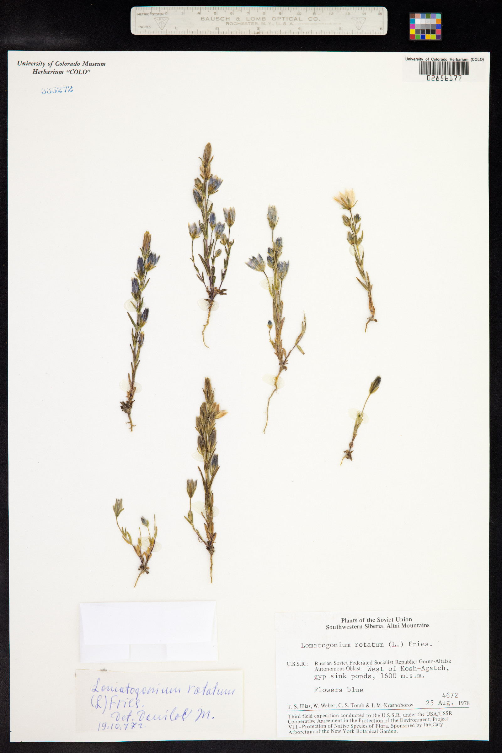 Lomatogonium rotatum image