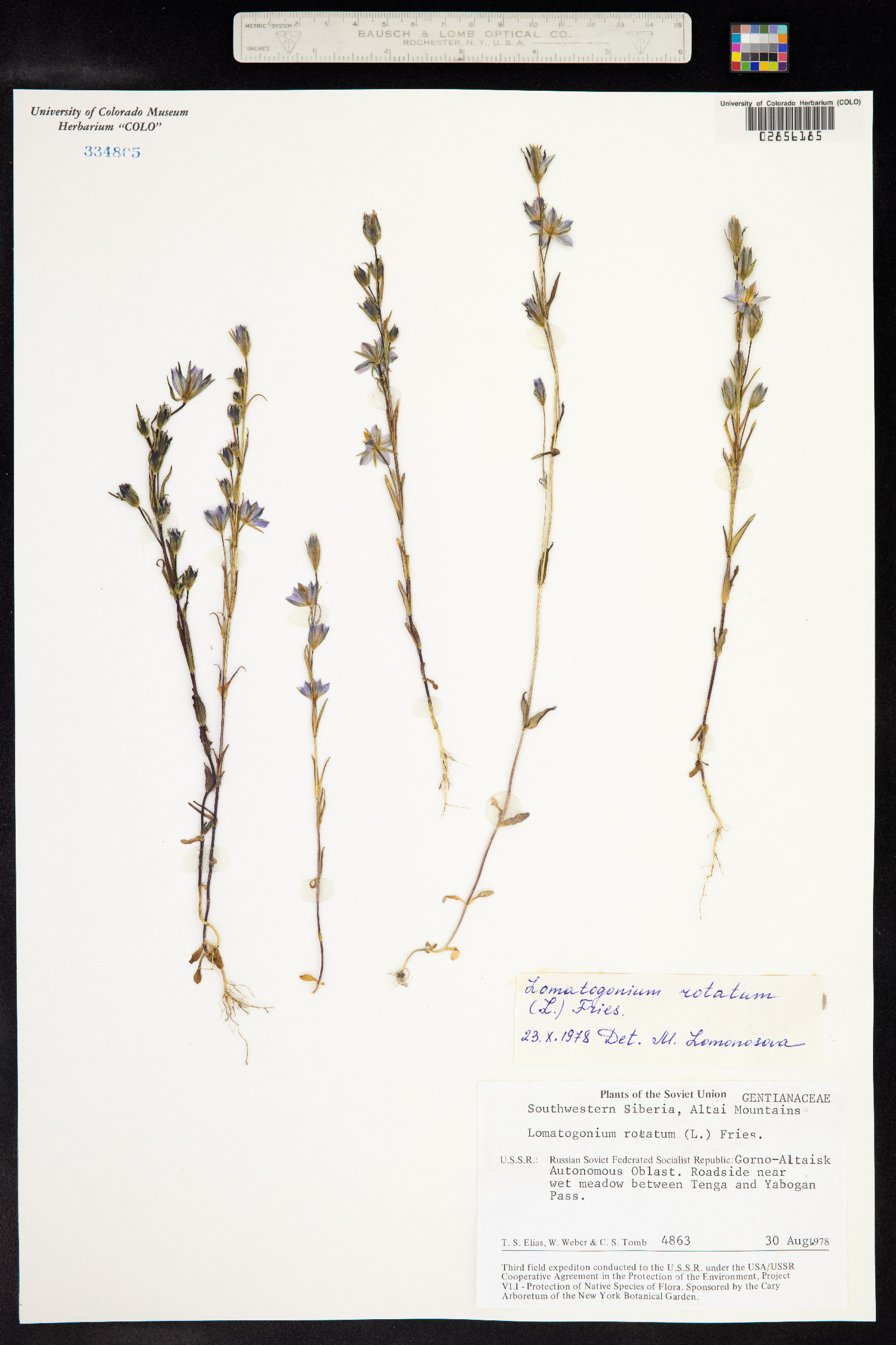 Lomatogonium rotatum image