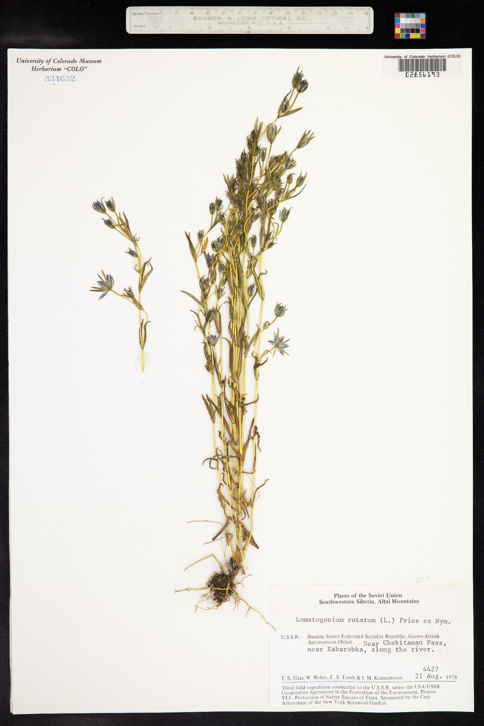 Lomatogonium rotatum image