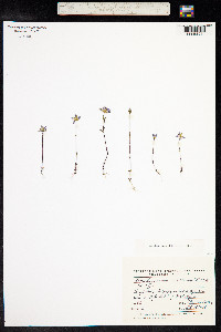 Lomatogonium rotatum image