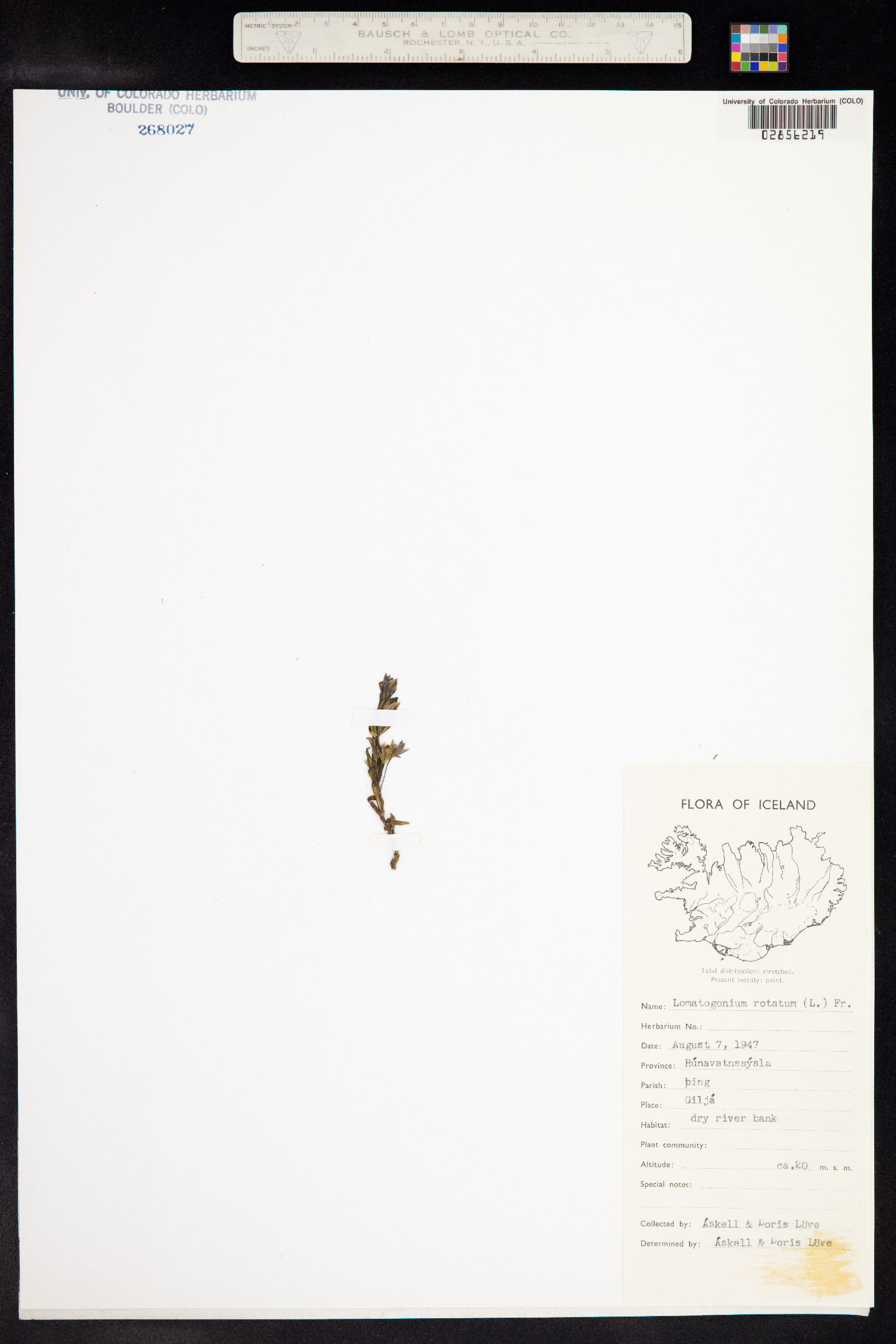 Lomatogonium rotatum image