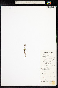 Lomatogonium rotatum image