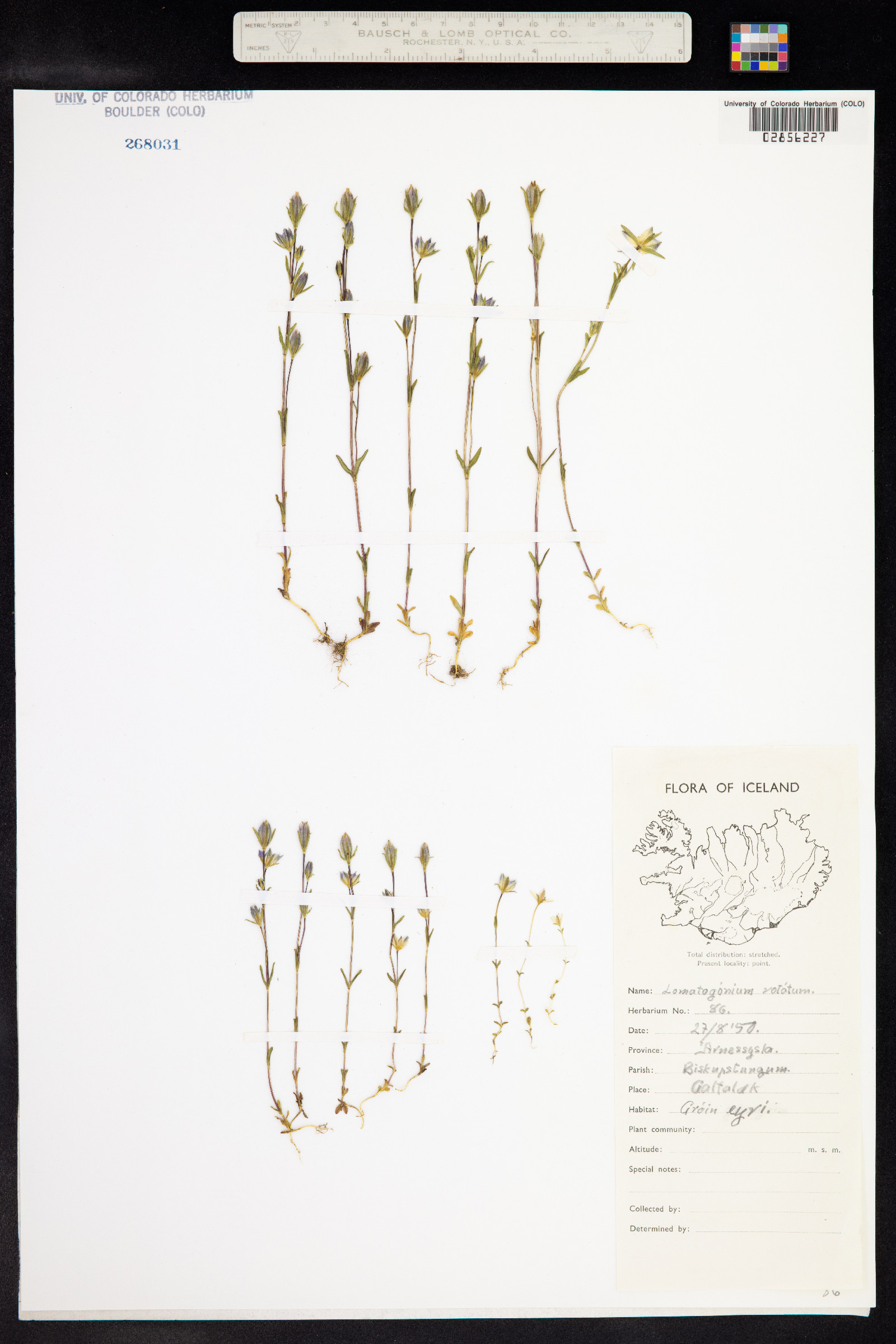 Lomatogonium rotatum image