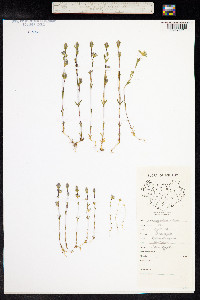 Lomatogonium rotatum image