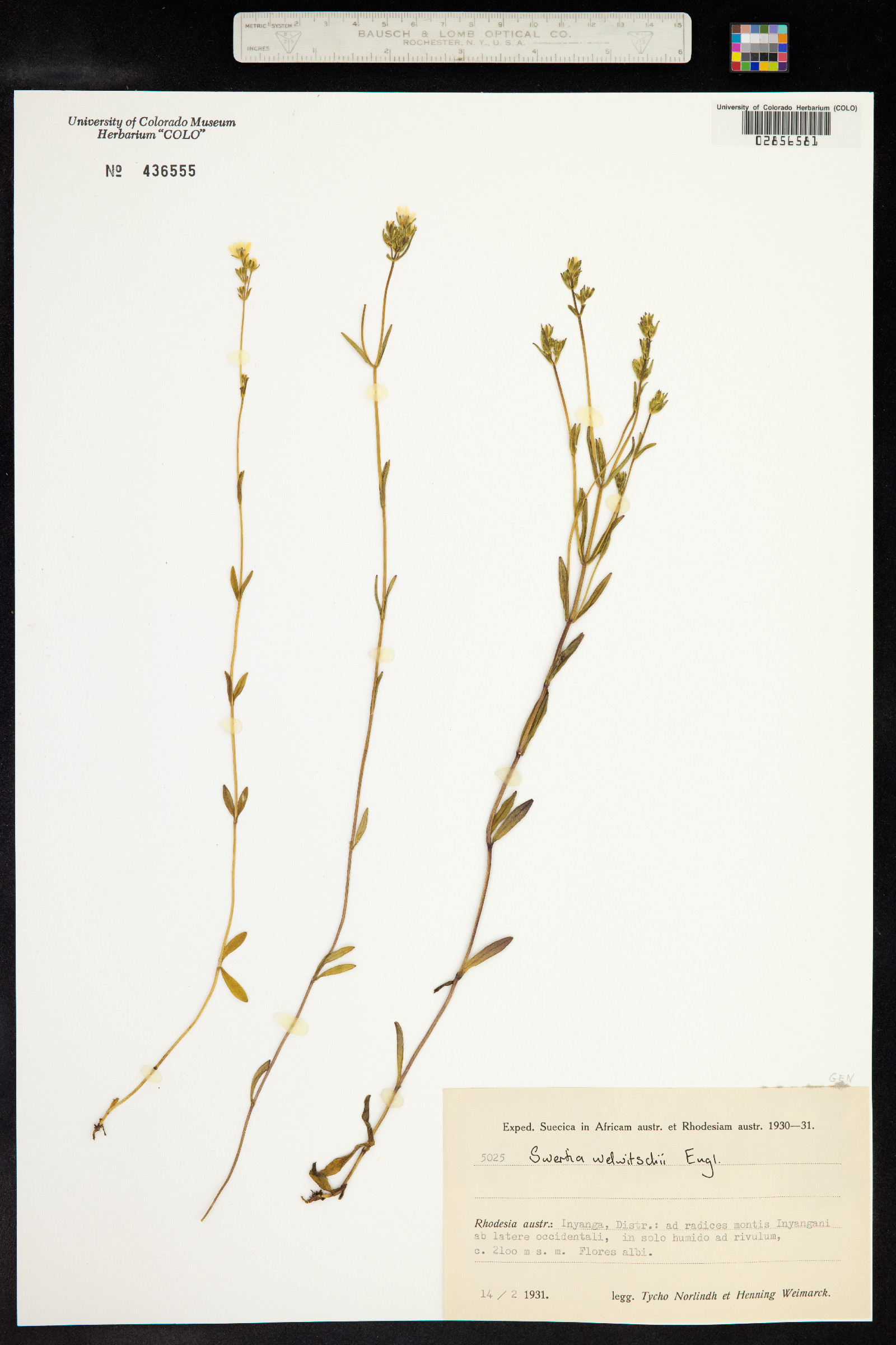 Swertia welwitschii image