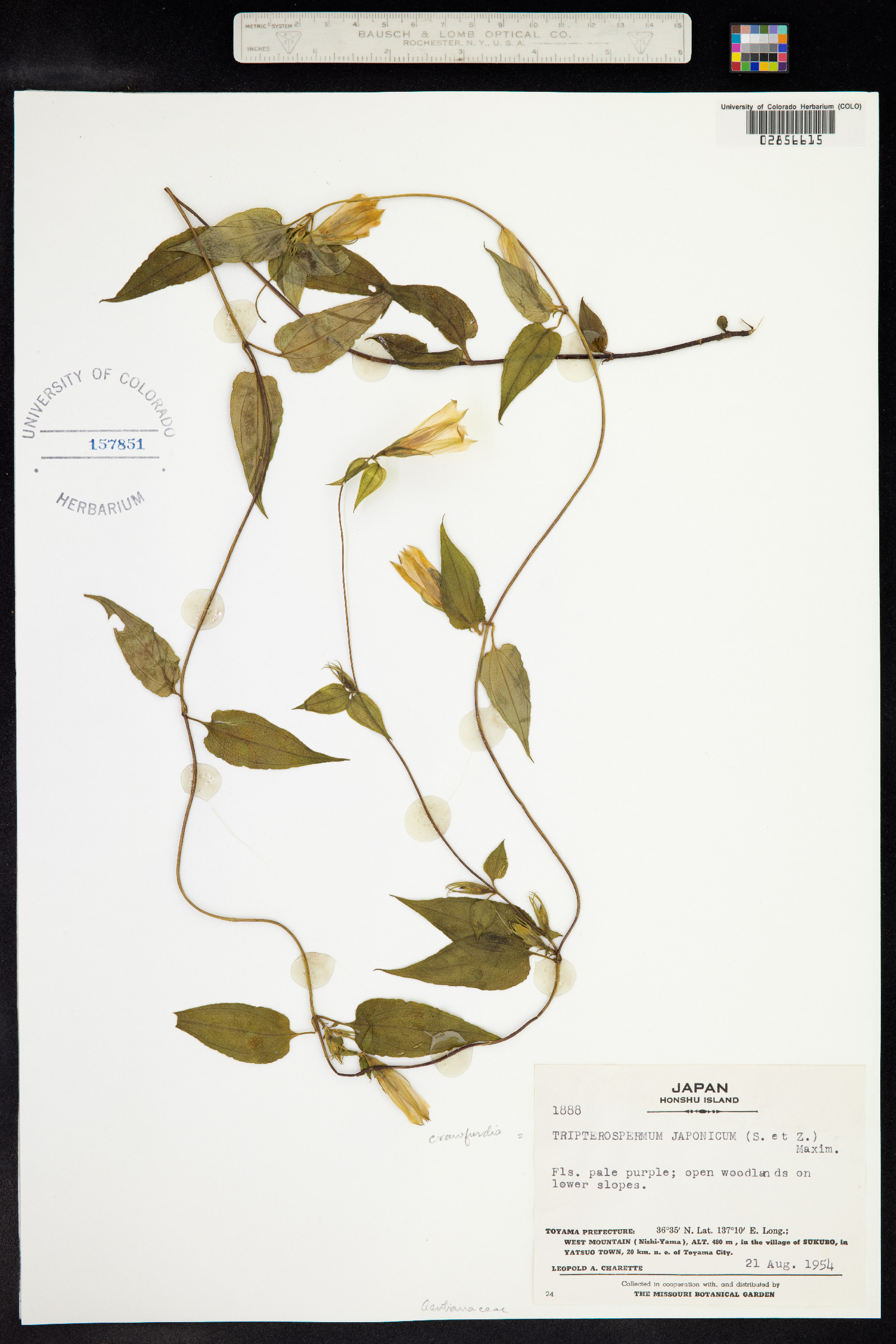 Tripterospermum trinervium image