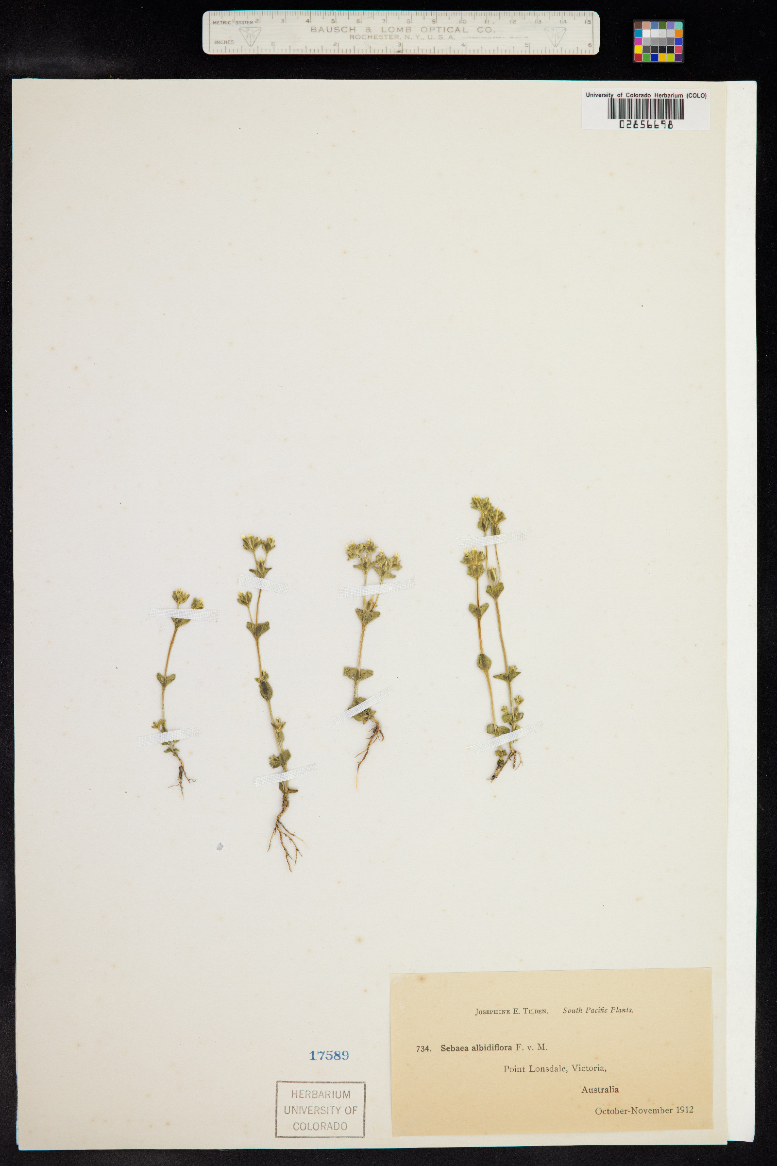Sebaea albidiflora image