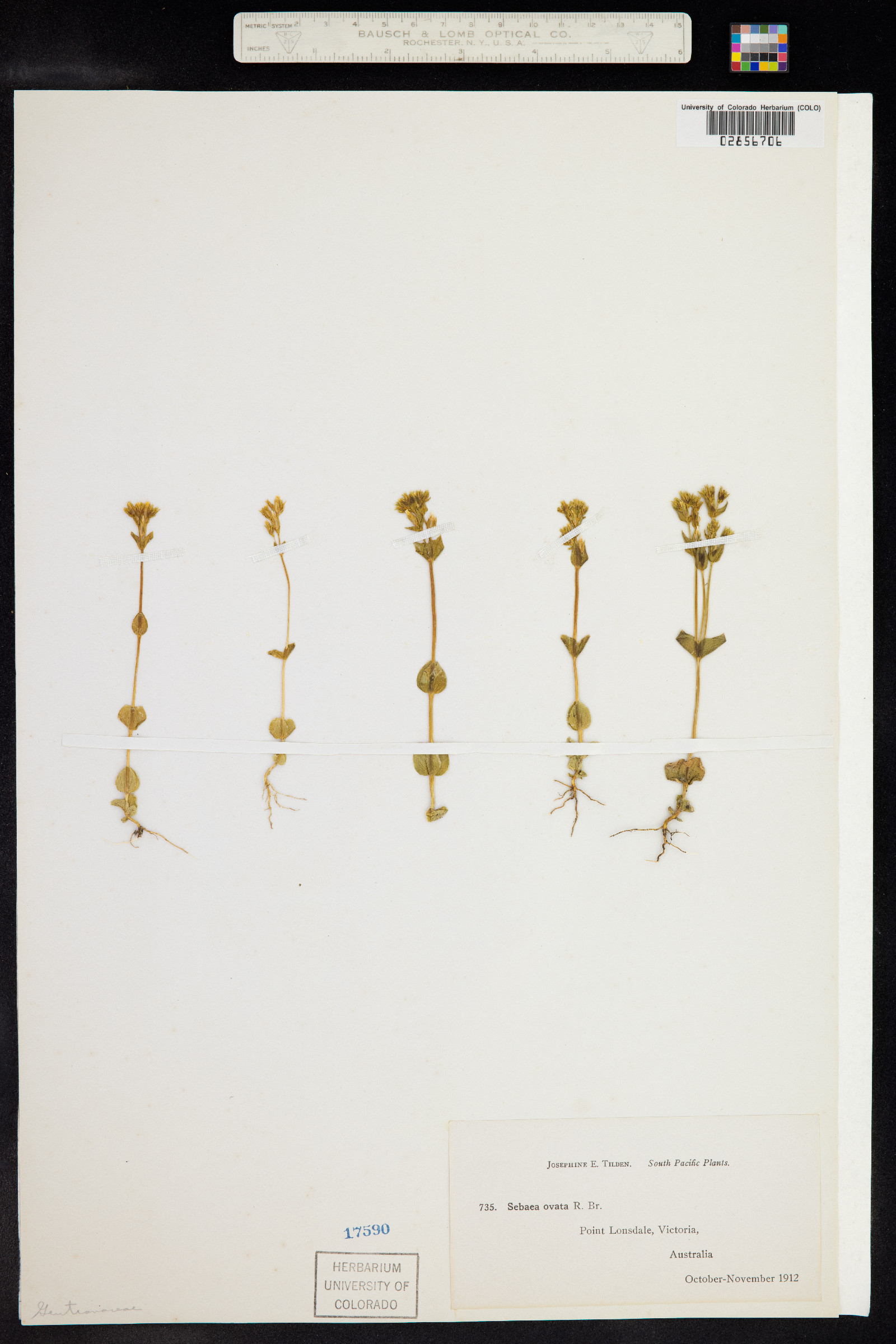 Sebaea ovata image