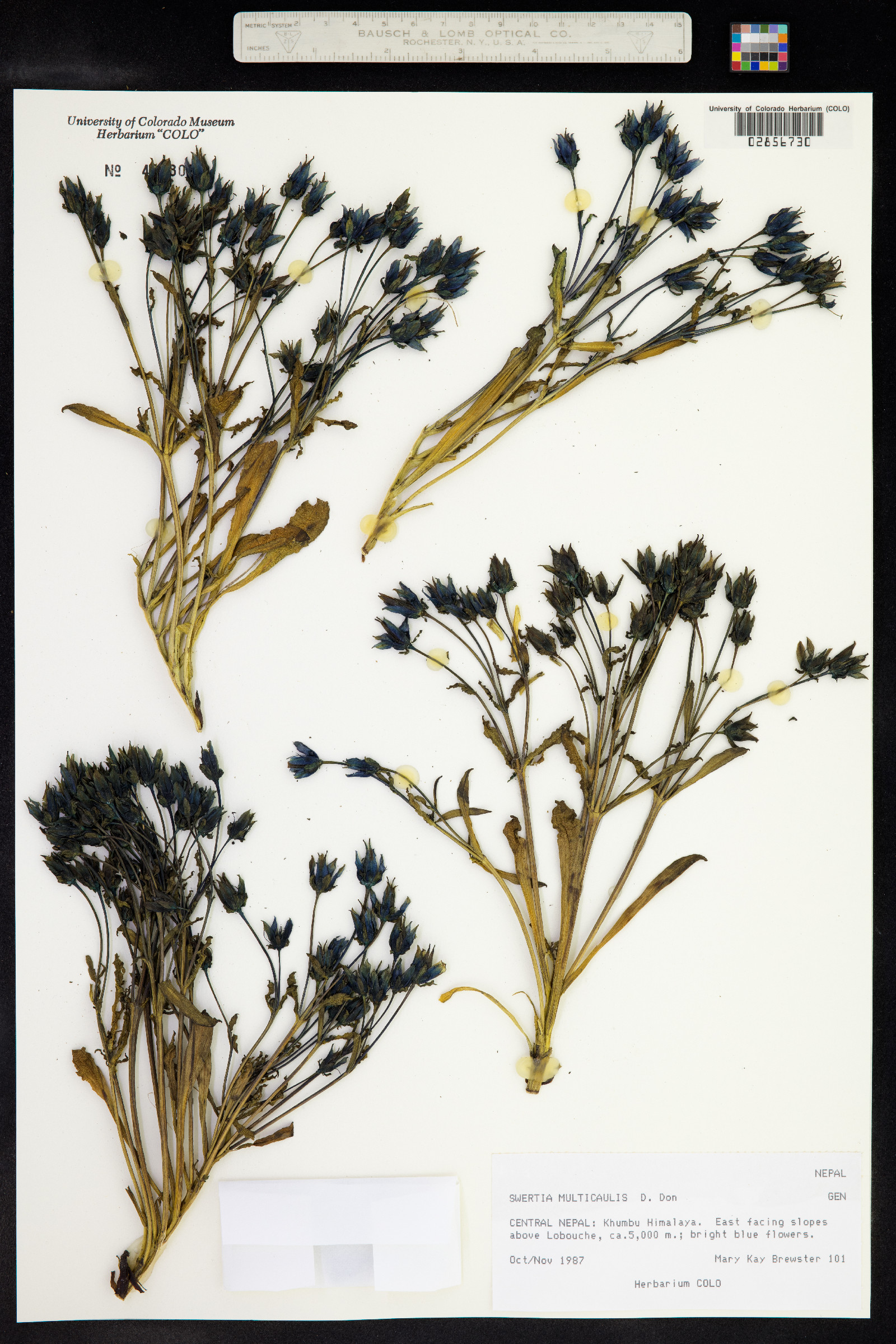 Swertia multicaulis image
