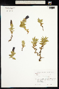 Gentiana septemfida subsp. septemfida image
