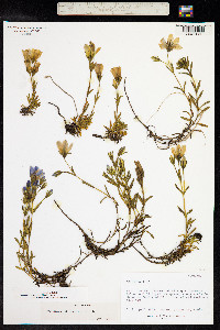 Gentianella cerastioides image