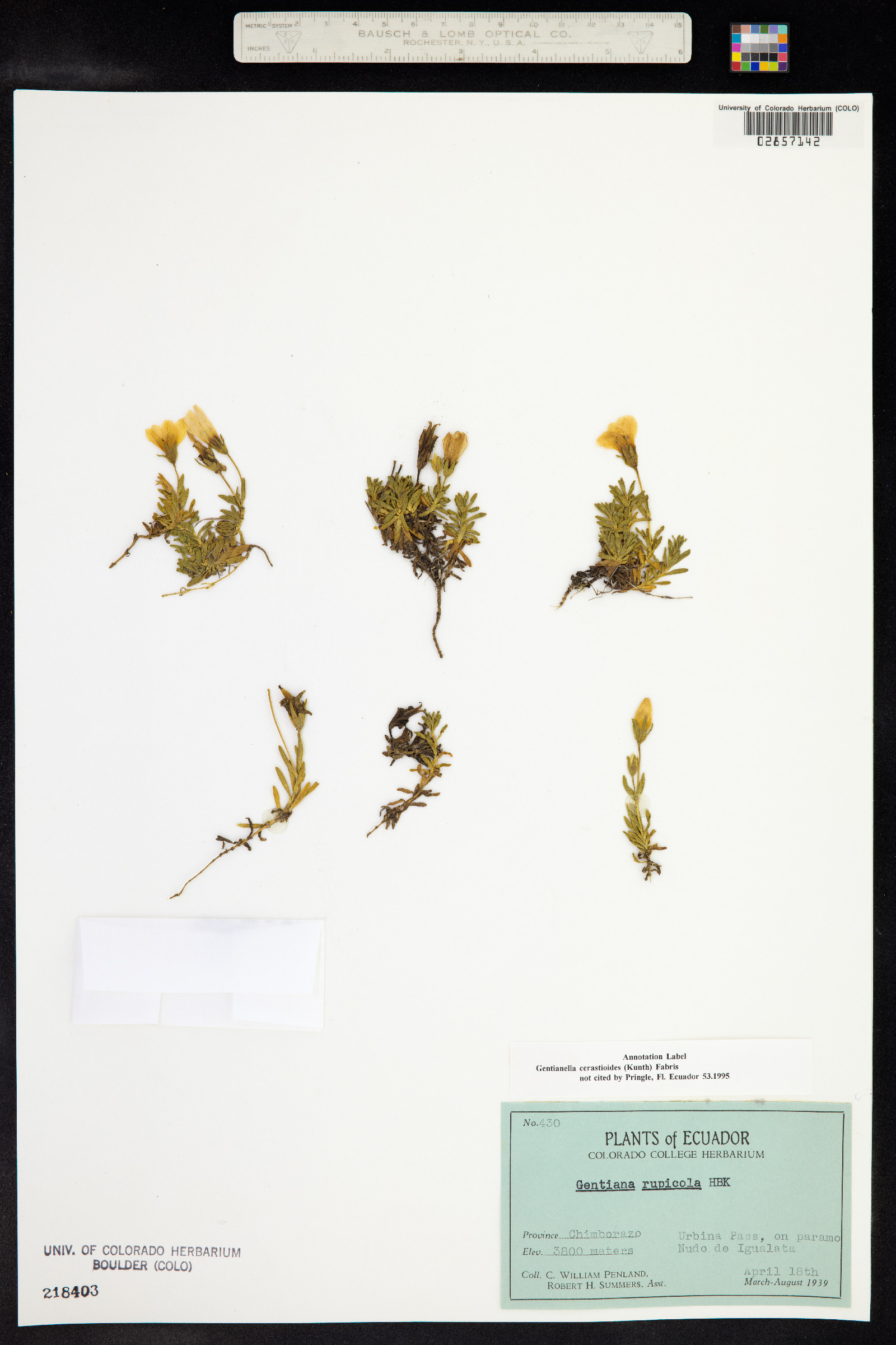 Gentianella cerastioides image