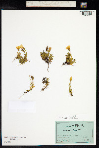 Gentianella cerastioides image