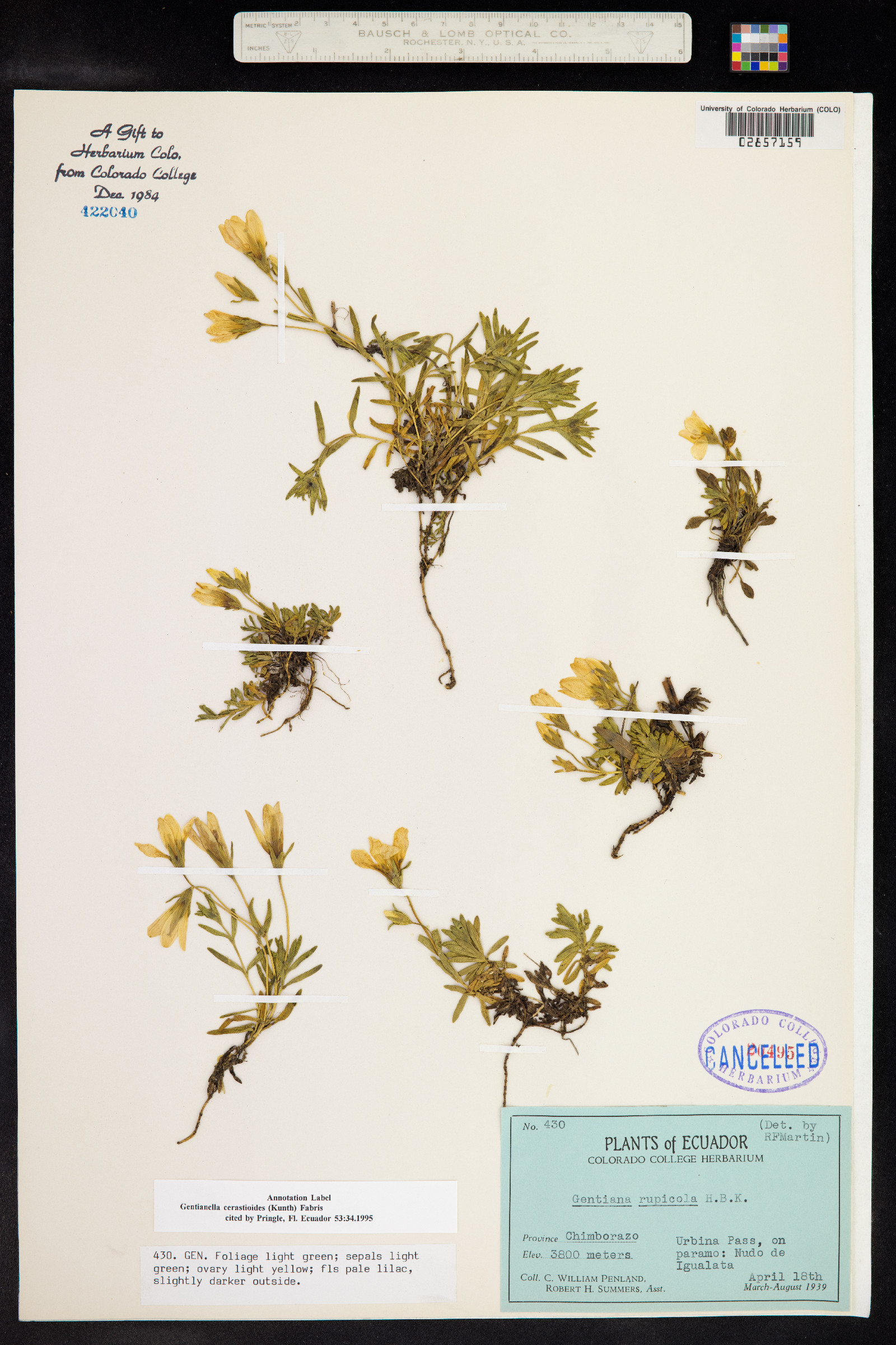 Gentianella cerastioides image