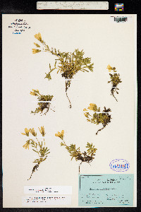Gentianella cerastioides image