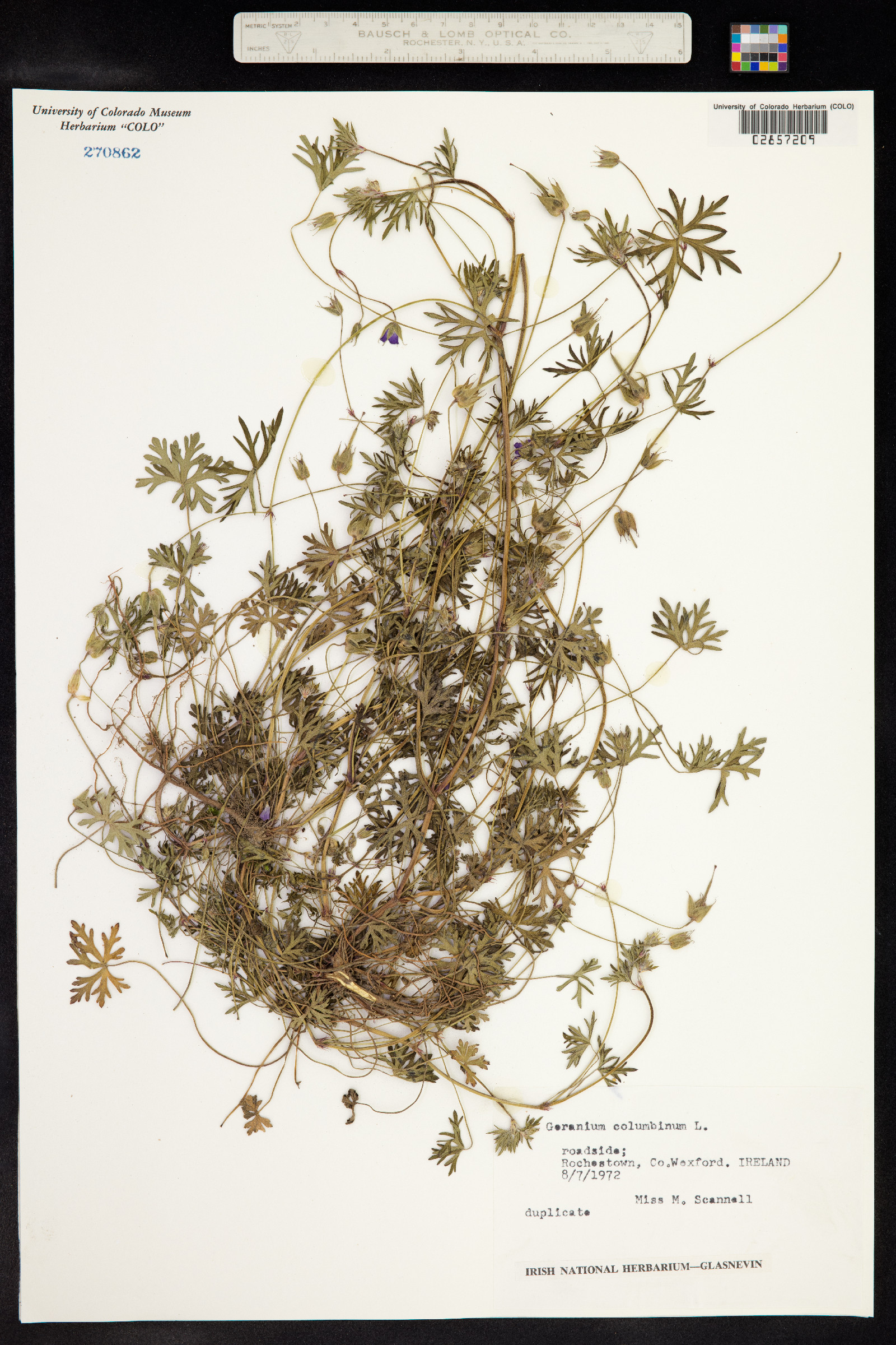 Geranium columbinum image