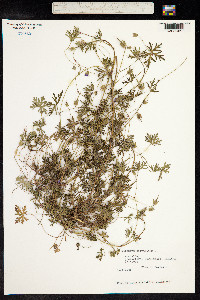 Geranium columbinum image