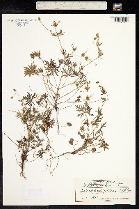 Geranium columbinum image