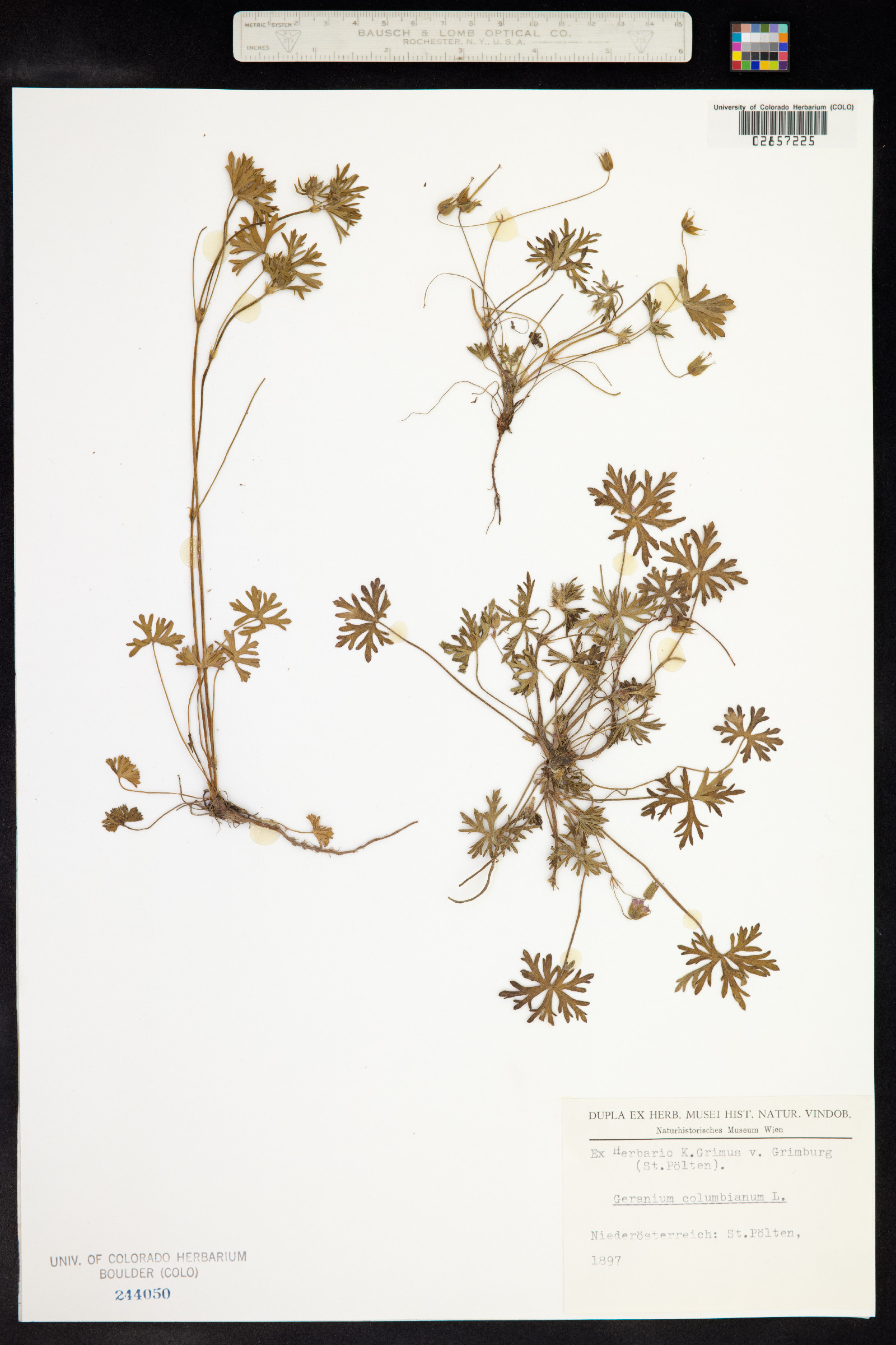 Geranium columbinum image