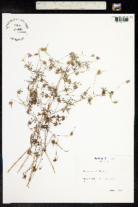 Geranium columbinum image