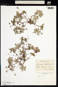 Geranium columbinum image