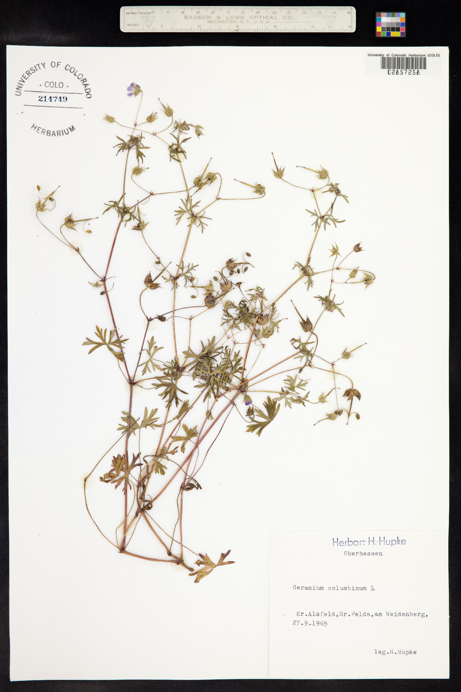 Geranium columbinum image