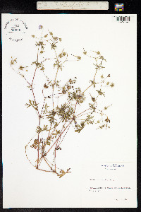 Geranium columbinum image