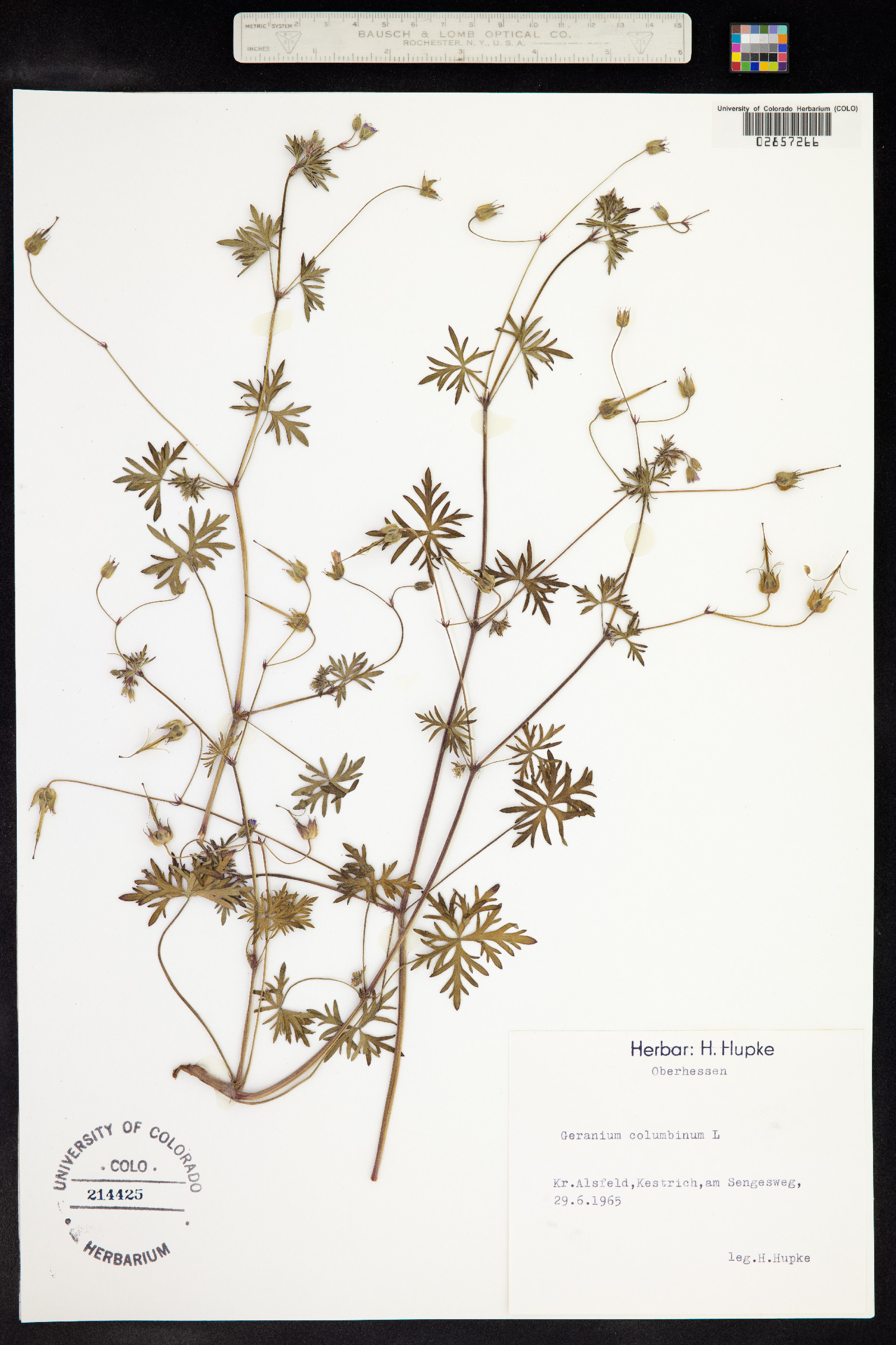 Geranium columbinum image