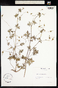 Geranium columbinum image