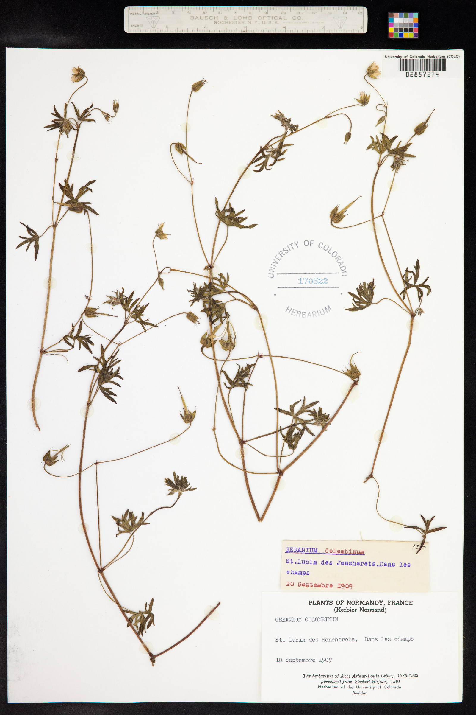Geranium columbinum image