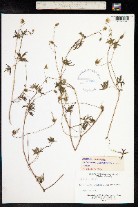 Geranium columbinum image