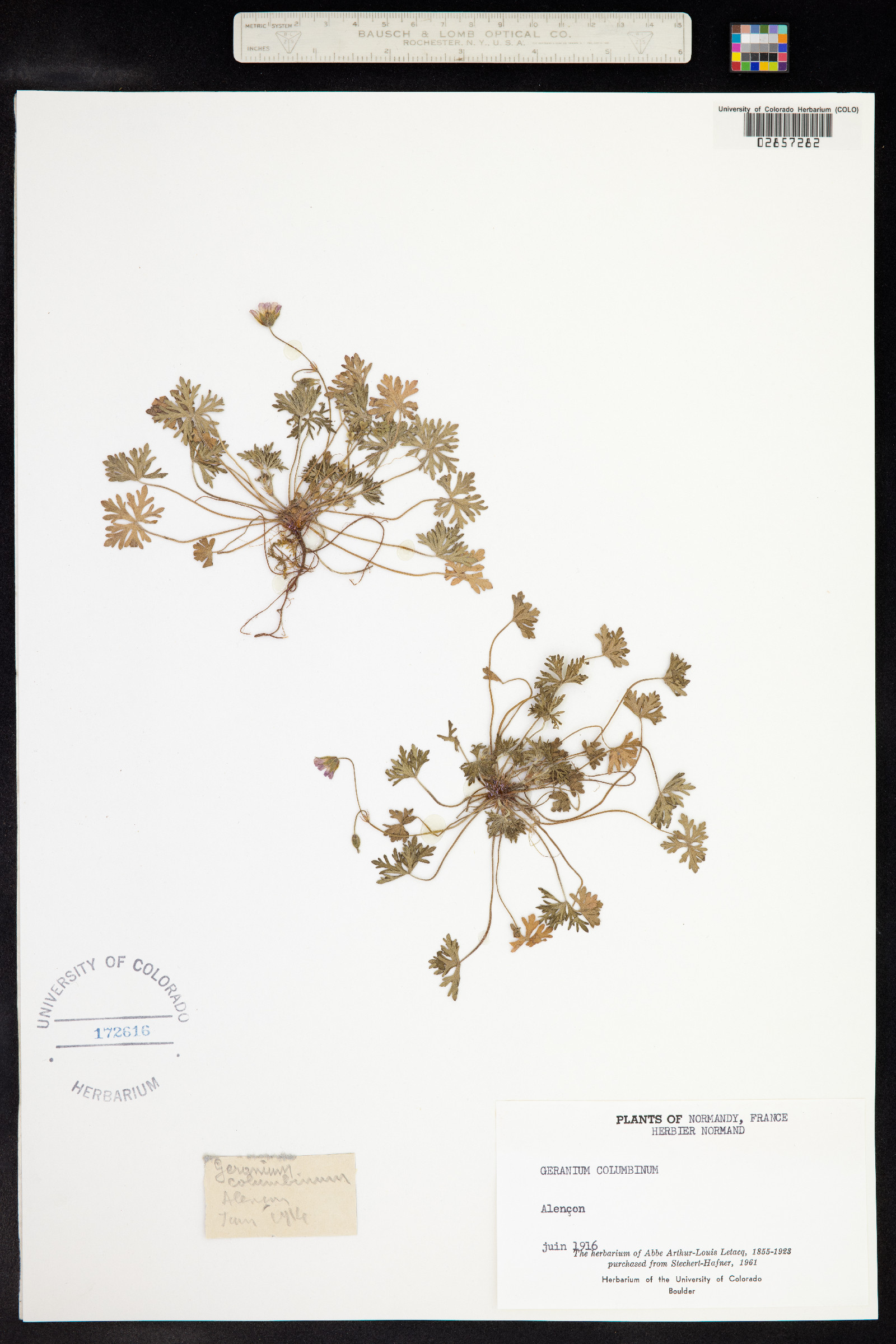 Geranium columbinum image