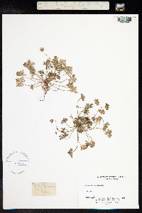 Geranium columbinum image