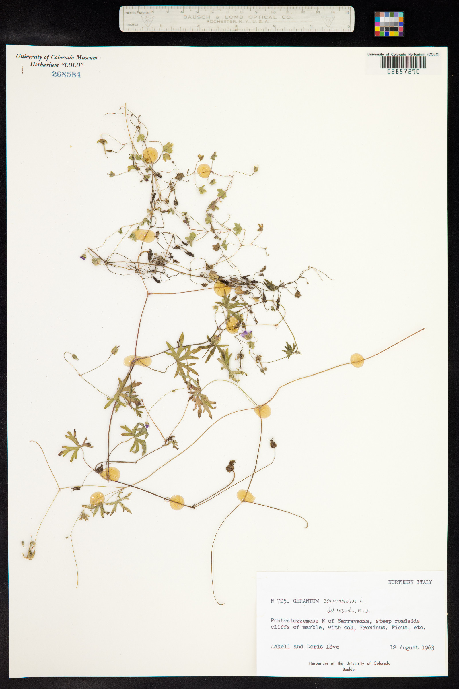 Geranium columbinum image