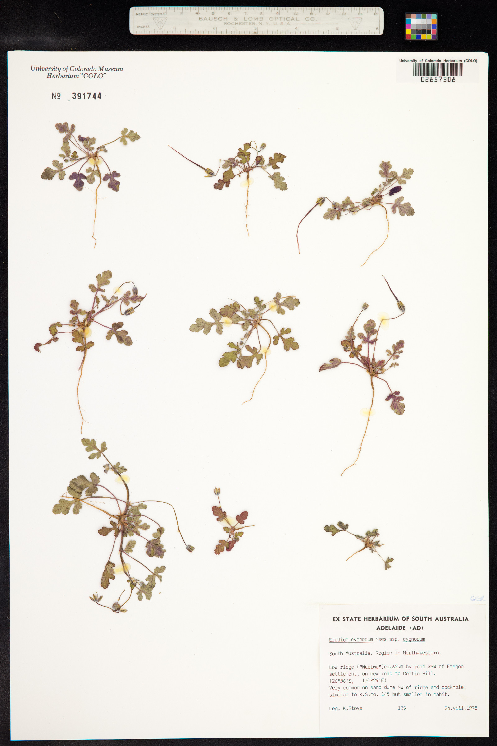 Erodium cygnorum image