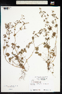 Geranium dissectum image