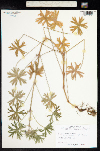 Geranium dissectum image