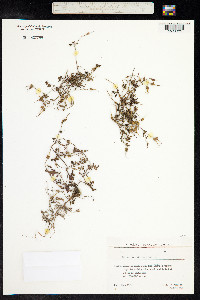 Geranium dissectum image