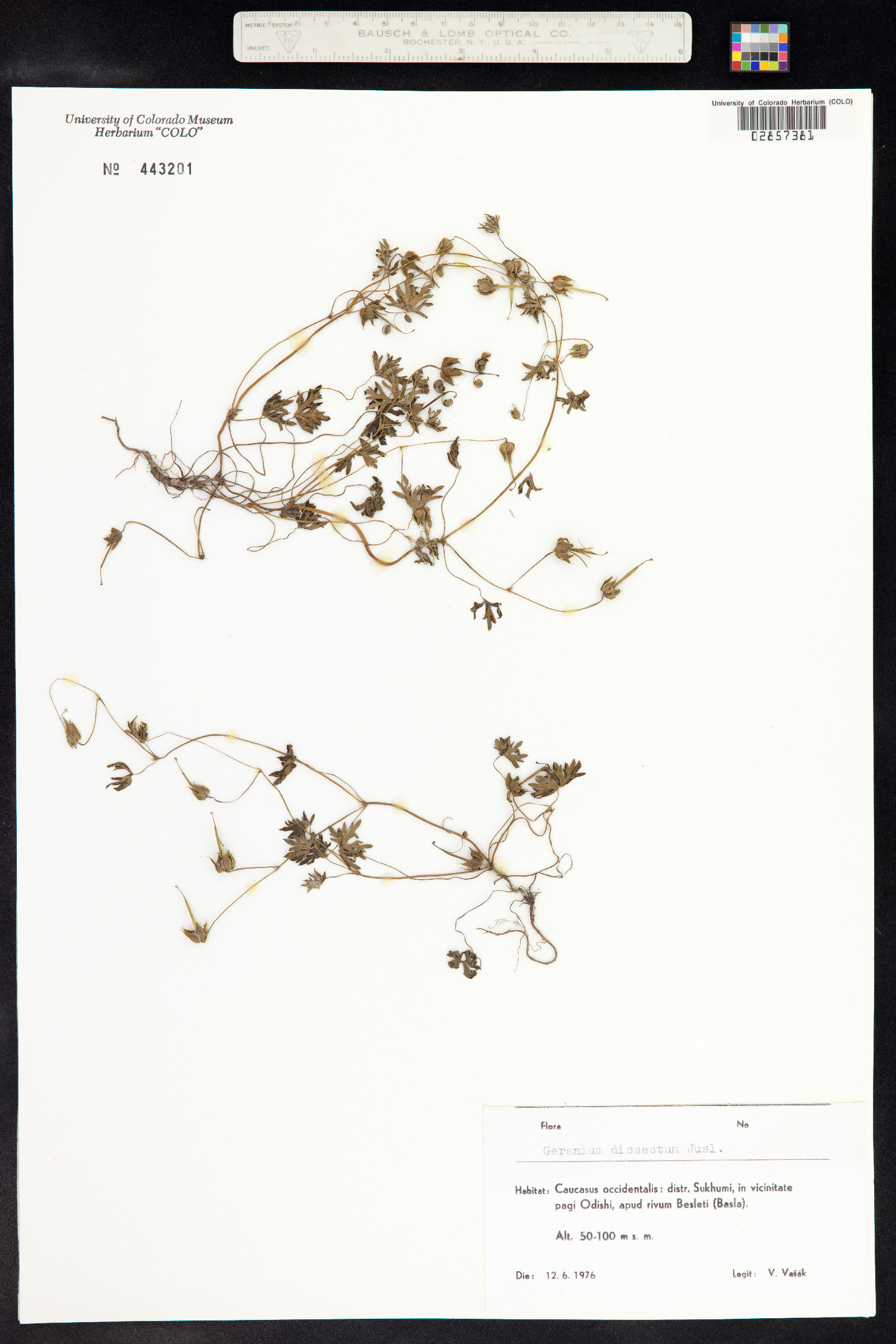 Geranium dissectum image