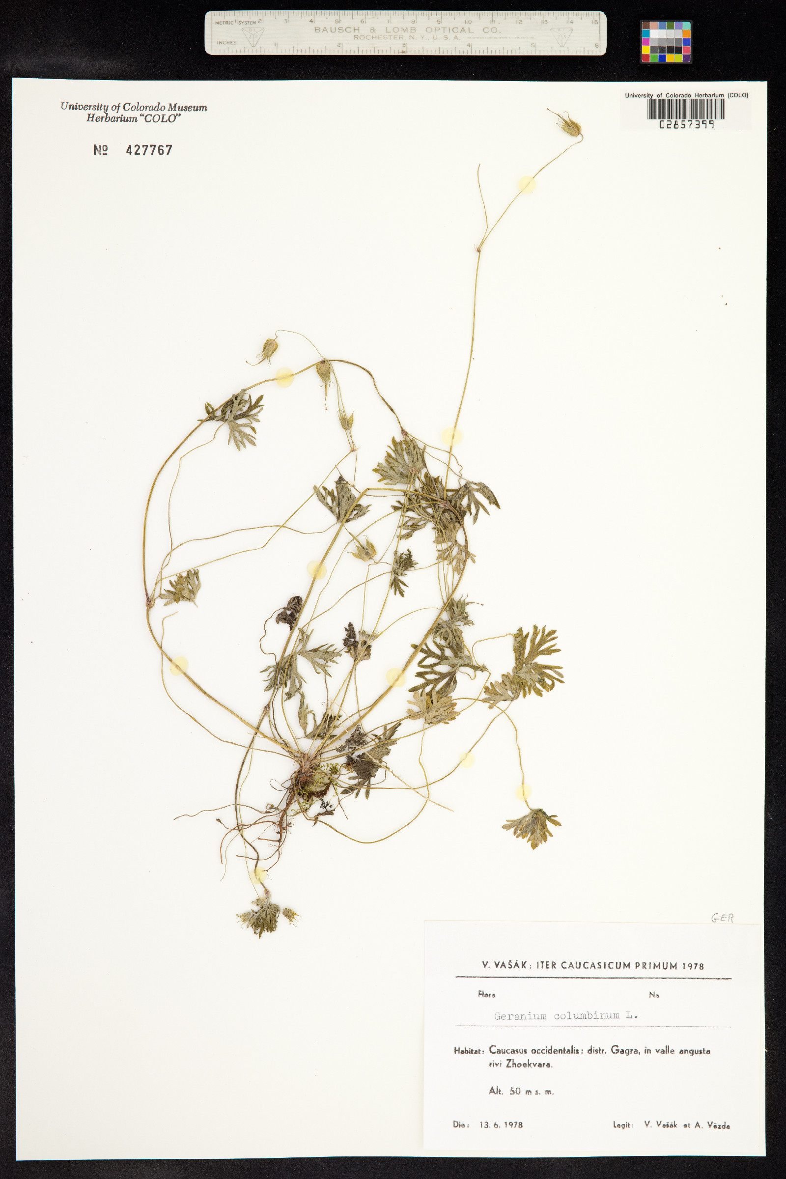 Geranium columbinum image
