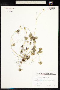 Geranium columbinum image