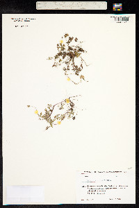 Geranium columbinum image