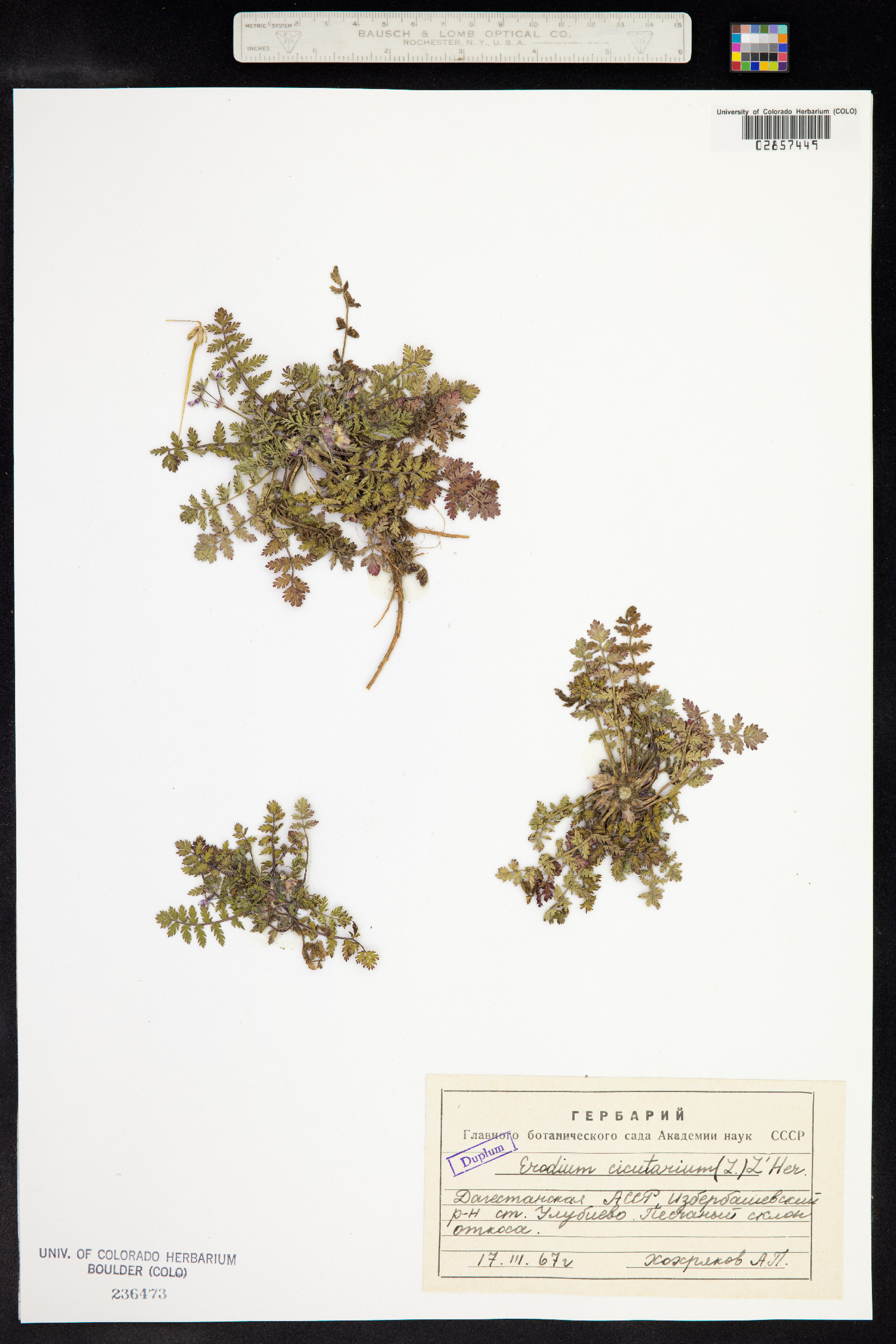Erodium cicutarium image