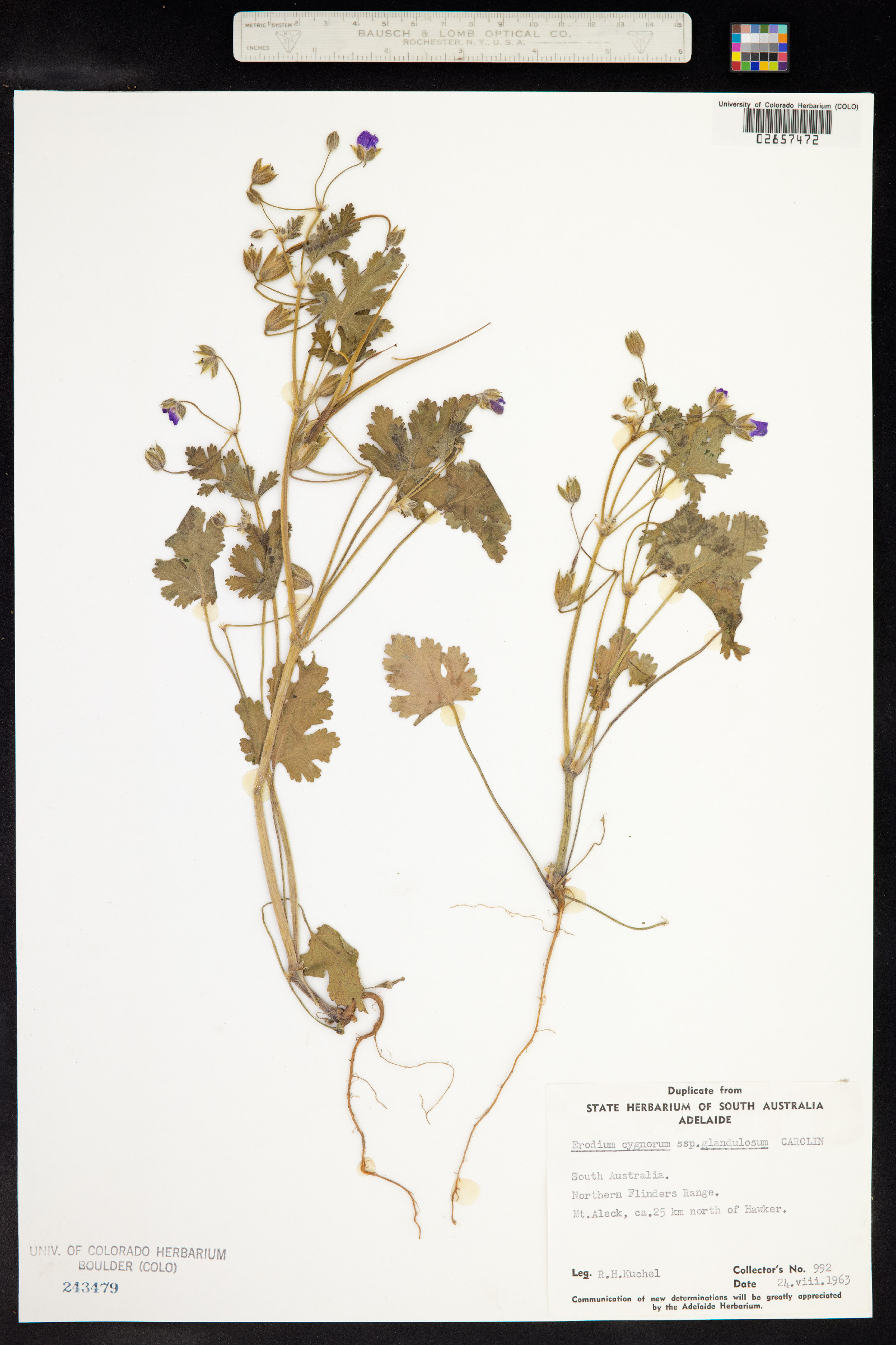 Erodium cygnorum image